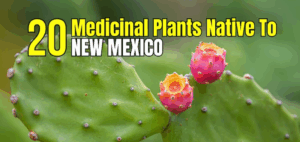 Medicinal Plants